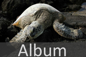 Album Schildkroeten.jpg